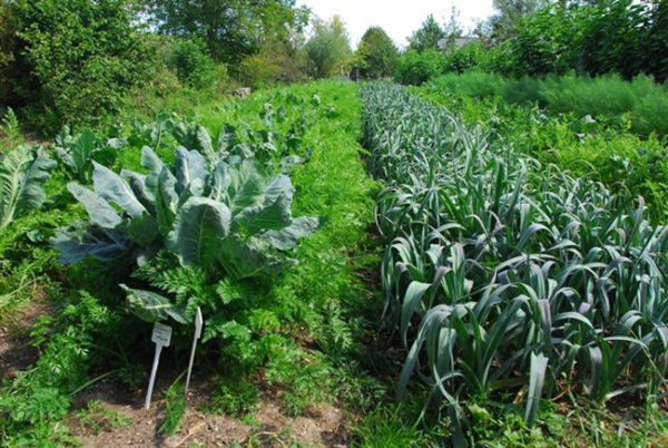 Imagem de plantação com sistema de agricultura sintrópica